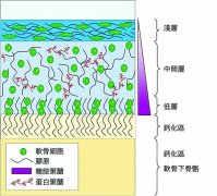 关节软骨退化与训练关係