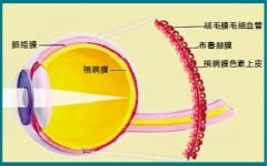 干细胞结合3D打印造出眼部组织
