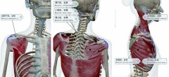 肩胛骨稳定运动重要性
