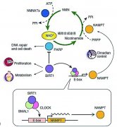 NMN：生化基础
